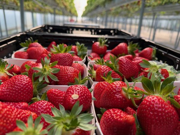 Erdbeeren pflücken